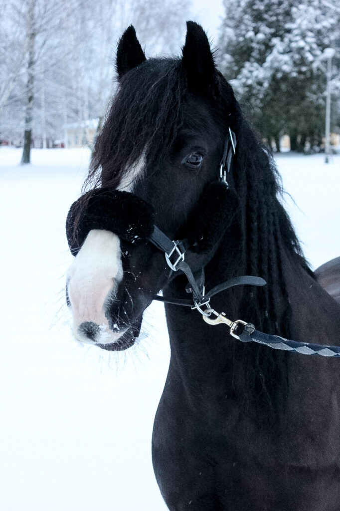 mustavalkoisen irlannincob hevosen pää lumisessa maisemassa