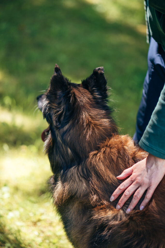 Nutrolin® Omega Sensitive belgian shepherd