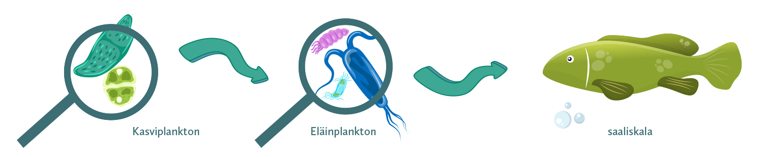 Nutrolin® Omega Sensitive ravintoketju