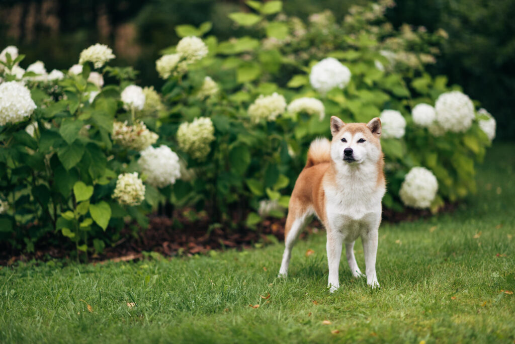 Nutrolin® Omega Sensitive shiba