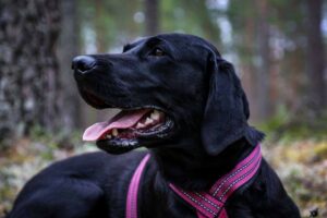 musta labradorinnoutaja käyttää nutrolin teeth & gums oleogeeliä