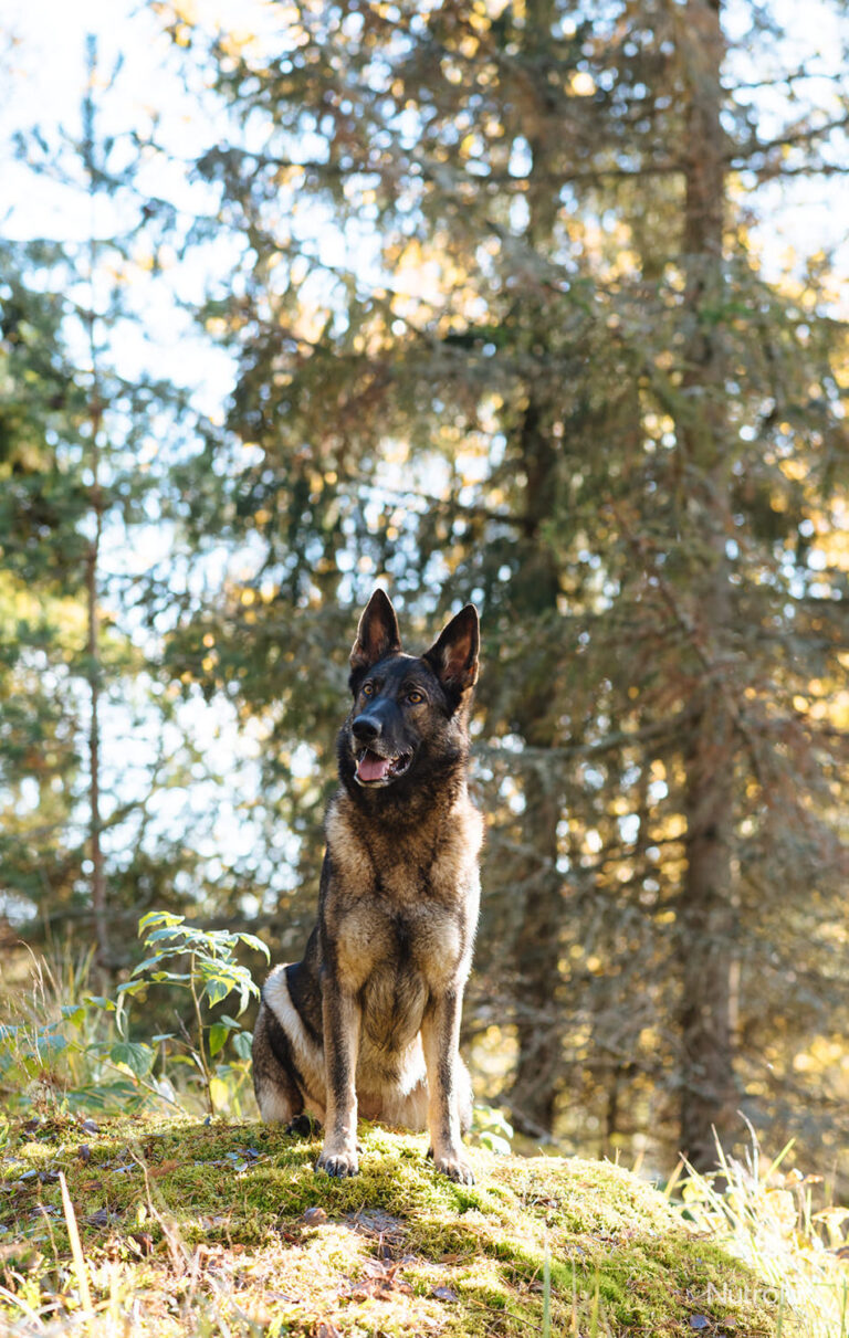 Nutrolin® Tikkujuttu saksanpaimenkoira