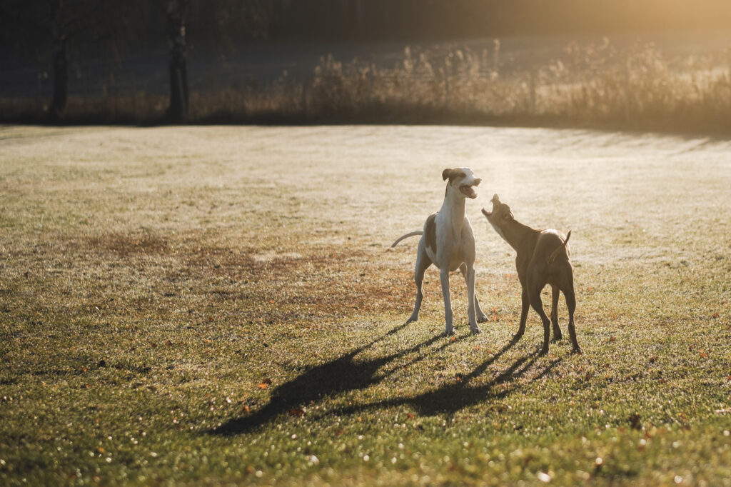 greyhound-harrastaja pirkko-liisa marttinen luottaa nutrolin-tuotteisiin