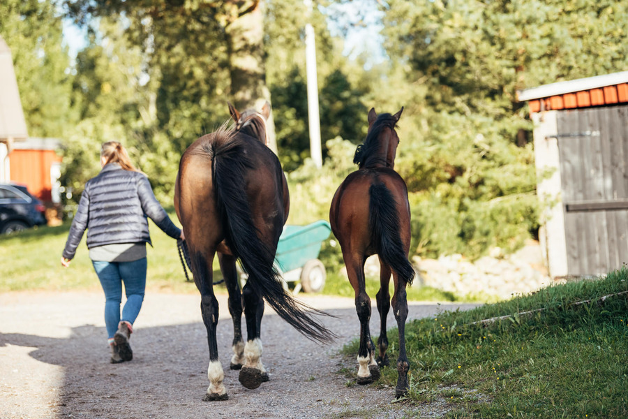 Siitostamma hyötyy oikeista omegoista, joita on runsaasti Nutrolin® HORSE Sport-öljyssä.