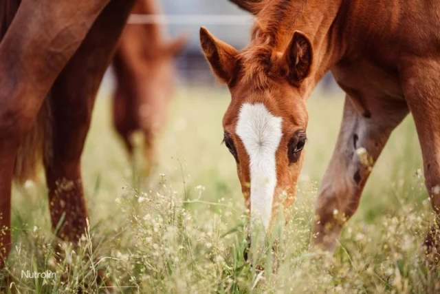 This is the first summer for many tiny foals. Do you have a long-legged baby horse running around and discovering the big world with its mummy? ⁠
⁠
Swipe to see a bunch of cute foals enjoying the warm days and the green, tasty grass! 💚⁠❗️Did you know that the breeding mare benefit from the fatty acids in Nutrolin® HORSE Sport?#Nutrolinlife #Nutrolin #equestrian #Nutrolinhorses #varsakuume #foal #föl #varsa #NutrolinHorseSport