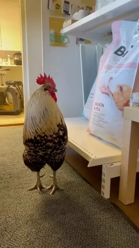 #dairythursday Nutrolin dairy’s resident rooster had to visit the vet due to an eye infection. He was a super brave and easy boy even though this was his first doctoral appointment 🐓#nutrolinlife #nutrolin #kukko #lemmikkikana #lemmikkikukko #petrooster