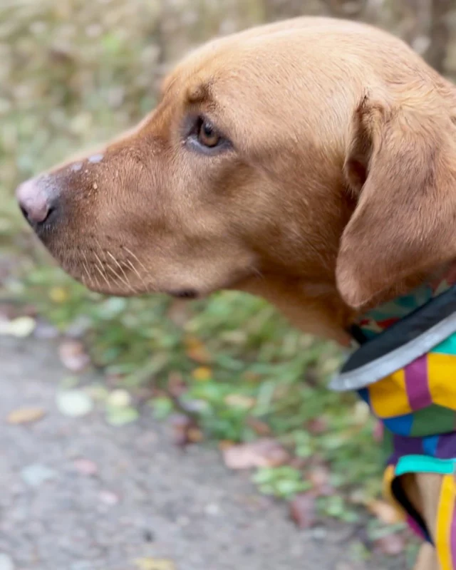 Weather is all about mindset, right? Grab your wellies, raincoat, and a positive attitude, and off you wander. Have a lovely weekend 🌧️🍂🐕⁠
 
#Nutrolinlife #Nutrolin #koiraystävä #hundliv #autumn #syksy⁠