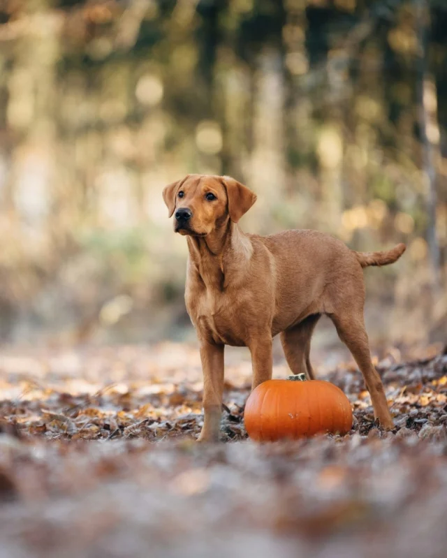 This lovely lady is easily the cutest pup-kin in the patch. 😍⁠
⁠
It’s time to replace barks with boos for tonight and enjoy the spooky atmosphere. 🎃 Happy Halloween to all the scary and hairy friends out there!⁠
⁠
#Nutrolin #NutrolinLife #labrador #labbis #Halloween ⁠