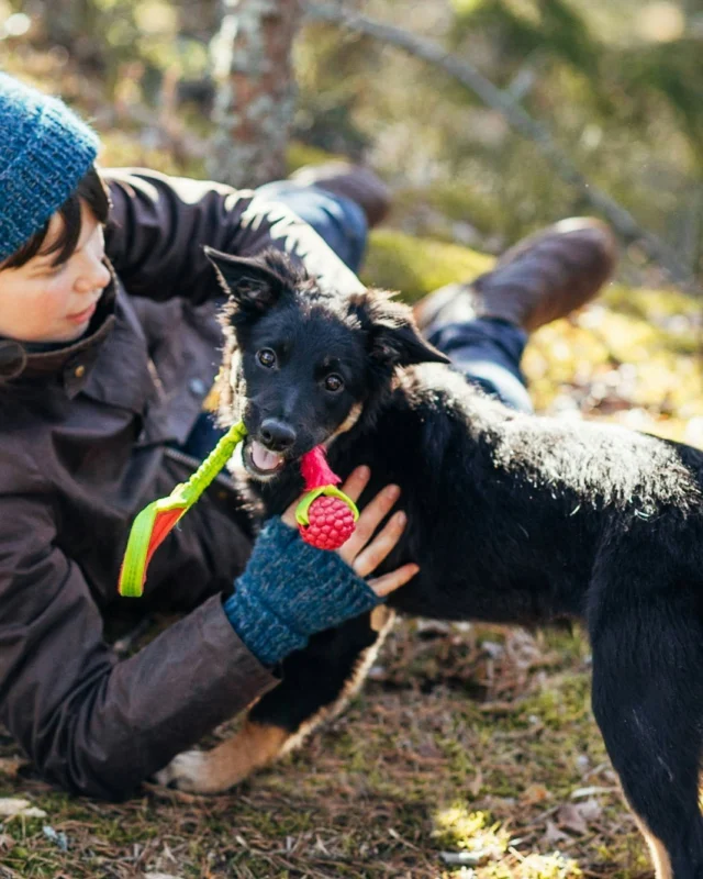 Life is fun and games when all is well in a dog's mouth!Nutrolin® TEETH & GUMS - Dual action nutritional paste contains:
🌊 Seaweed for plaque and tartar control
⭐ Omega-3's for protecting gums#Nutrolinlife #Nutrolin #DogHealth #PetCare #HealthyTeeth #GumHealth #PlaqueControl #CanineWellness #HappyDogs #PetNutrition