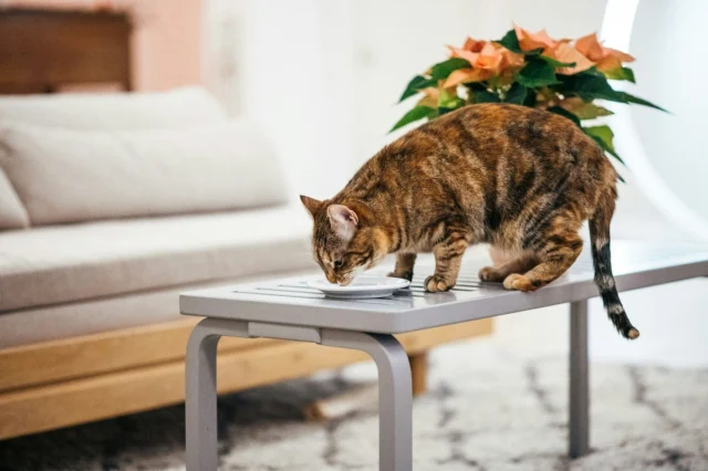 Puustinen, our beloved office cat, is a big fan of shrimp! 🦐 Her ultimate Christmas wish? A never-ending buffet of her favorite treats (and maybe a cozy new bed by the window). 🐾✨In the meantime, she’s busy overseeing the decorations, testing out the gift wrapping, and making sure the office stays perfectly festive. 🎁🎄What’s on your furry friend’s holiday wishlist this year? Perhaps a bottle of premium Nutrolin® to make their season extra special? 💭❤️