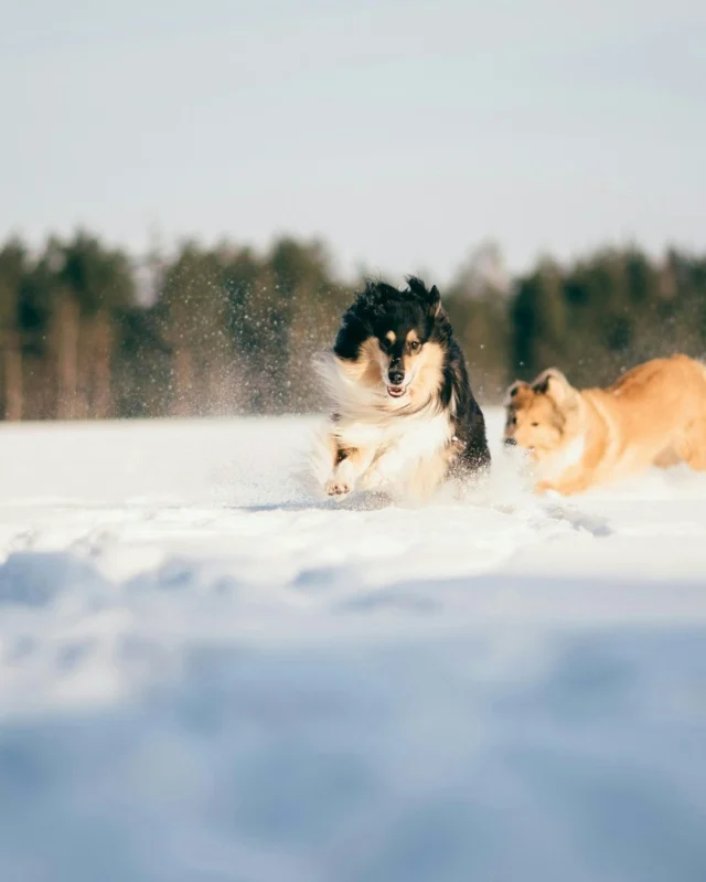 The winter’s changing surfaces truly put your dog’s paws to the test. 🐾 At the same time, dry indoor air can make their skin dry and coat flaky. Just like us humans, dogs can also suffer from winter-dry skin.𝗛𝗲𝗹𝗽 𝗮𝗴𝗮𝗶𝗻𝘀𝘁 𝘄𝗶𝗻𝘁𝗲𝗿’𝘀 𝘀𝘁𝗿𝗮𝗶𝗻𝘀 ⛄️
👉 Nutrolin® SKIN & COAT oil supports your dog from within. This nutritional oil promotes healthy paws, moisturised skin, and a beautiful coat. Just a tiny dose in their food delivers visible results in no time.#Nutrolinlife #Nutrolin #Nutrolinskincoat