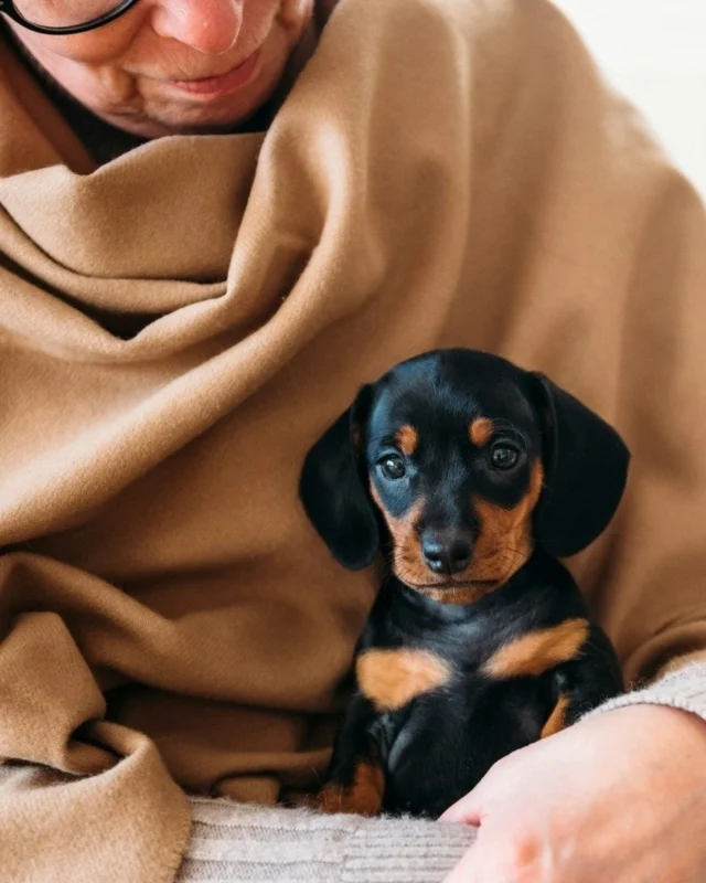 Any plans for the weekend? We have plenty of time to spend together, and that’s a winning recipe we wholeheartedly recommend! 💚#Nutrolinlife #Nutrolin #dachshund #Mäyräkoira #valp #mäyräkoiranpentu