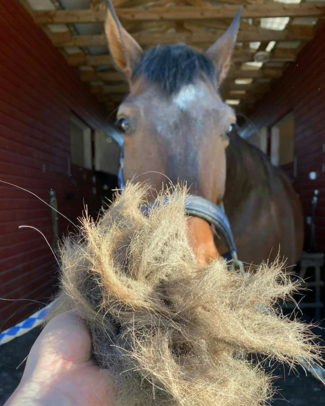 Let’s talk about shedding that thick winter coat! How’s your horse handling it?The shedding process can be surprisingly demanding for horses, and it's important to support them throughout it. Horses with summer dermatitis especially need extra help in early spring.A shiny summer coat is a result of care, not magic. Nutrolin® HORSE Skin & Coat provides the essential support your horse needs during shedding.📅 As spring approaches and hair is everywhere, make sure to stock up! Visit your nearest retailer today to keep your horse's coat healthy and vibrant.